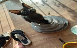 Mixed Breed cats for sale: Kittens F5 savannah - Image 5