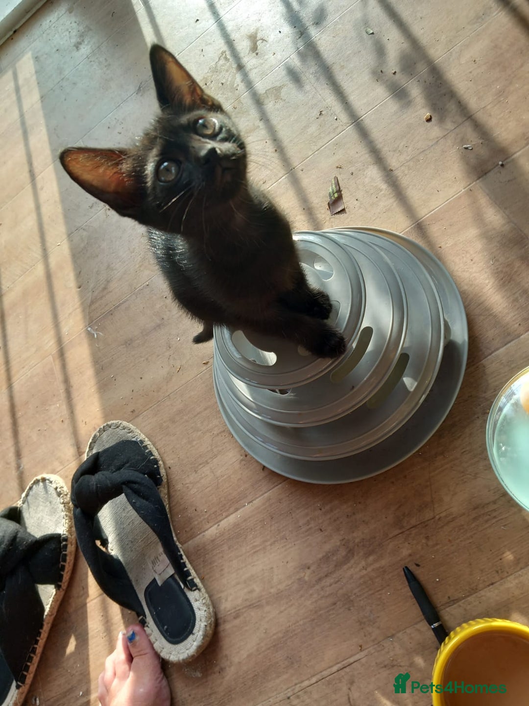 Mixed Breed cats for sale: Kittens F5 savannah - Image 5