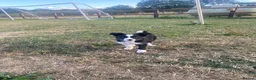 Border Collie dogs for sale: 1 little girl looking for a forever home  - Advert 3