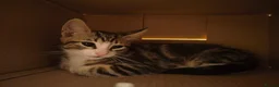 Domestic Shorthair cats for sale: 5 beautiful lovely kittens 🐾🐾 in Boston - Advert 31
