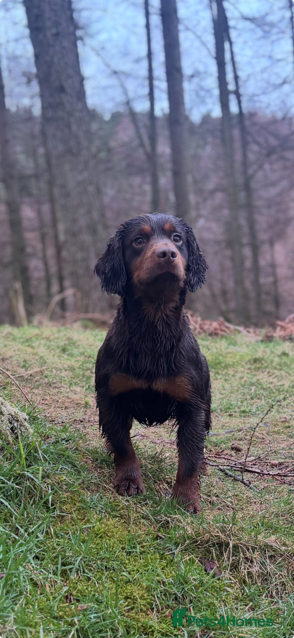 Cocker Spaniel dogs KC Choc & Tan Working Cocker. Health Tested!  - Advert 1