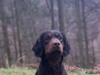 Cocker Spaniel dogs for stud: KC Choc & Tan Working Cocker. Health Tested! - Advert 1