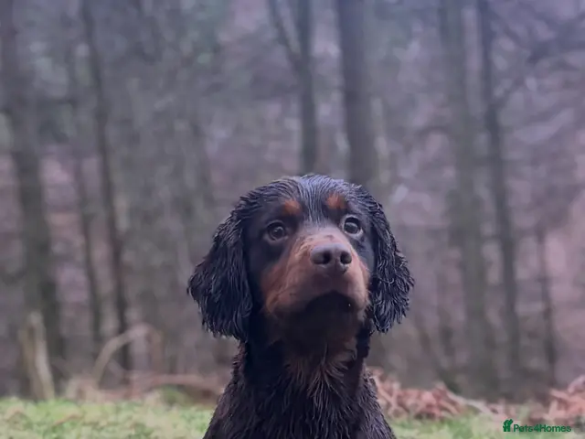 Cocker Spaniel dogs for stud: KC Choc & Tan Working Cocker. Health Tested! - Advert 2