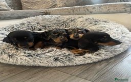 Dachshund dogs for sale: Dachshund  - Image 5