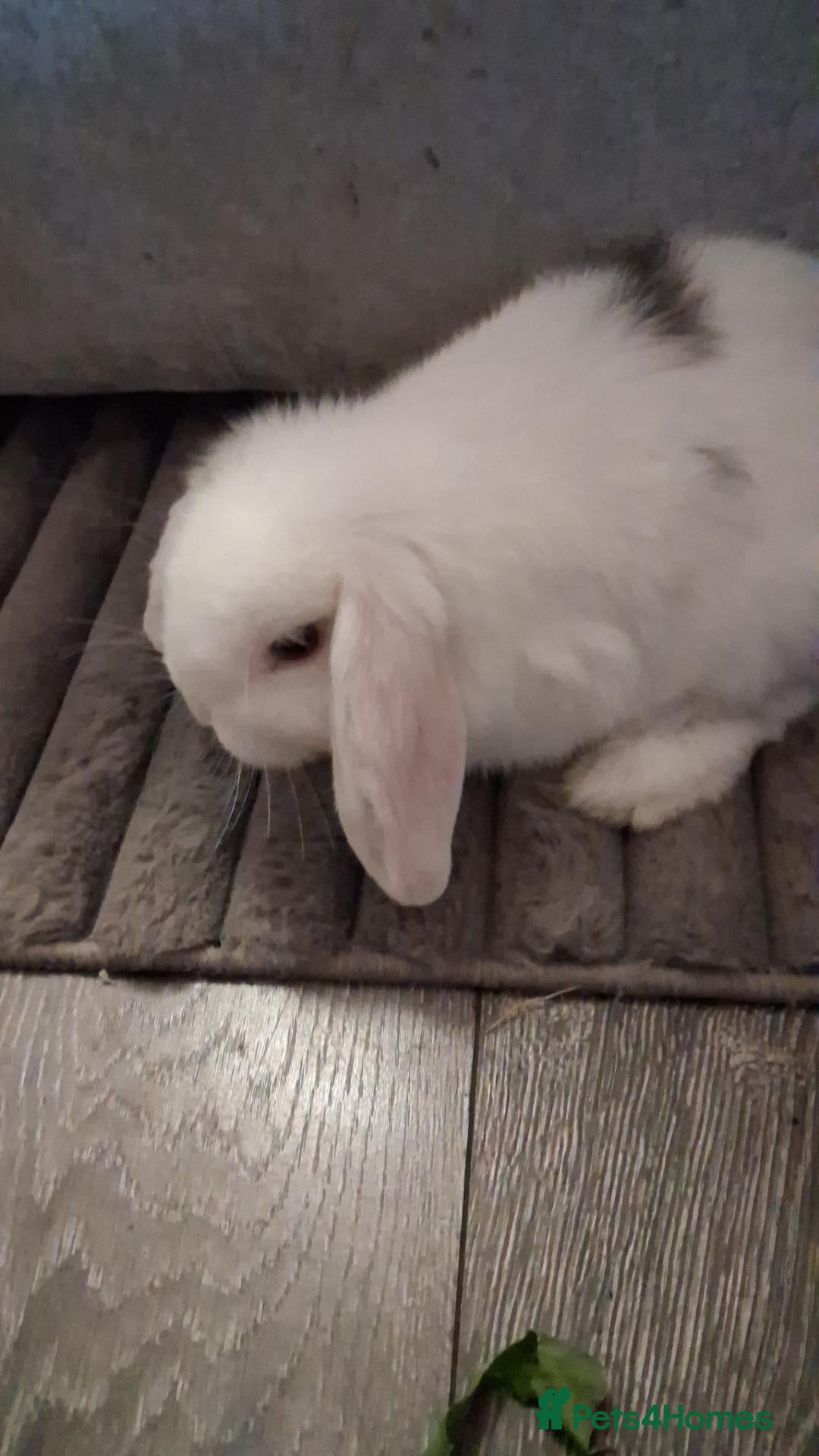 Mini Lop rabbits Pure bred mini lops - Advert 8