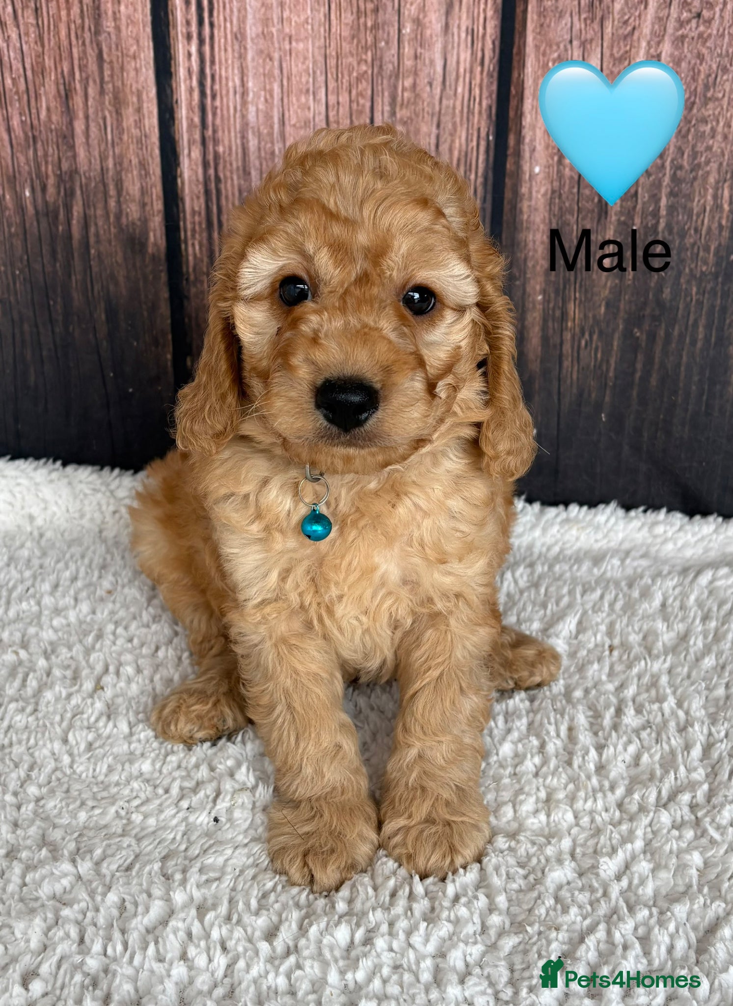 Cockapoo dogs for sale: Miniature Cockapoo puppies for ssle - Advert 12