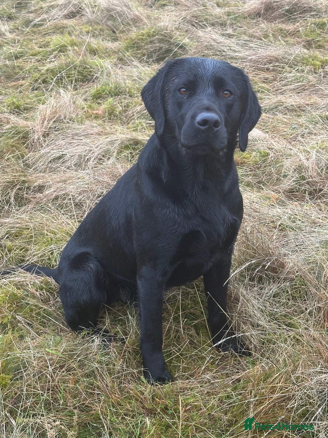 Labrador Retriever dogs for stud: Fully health tested Labrador at stud - Advert 3