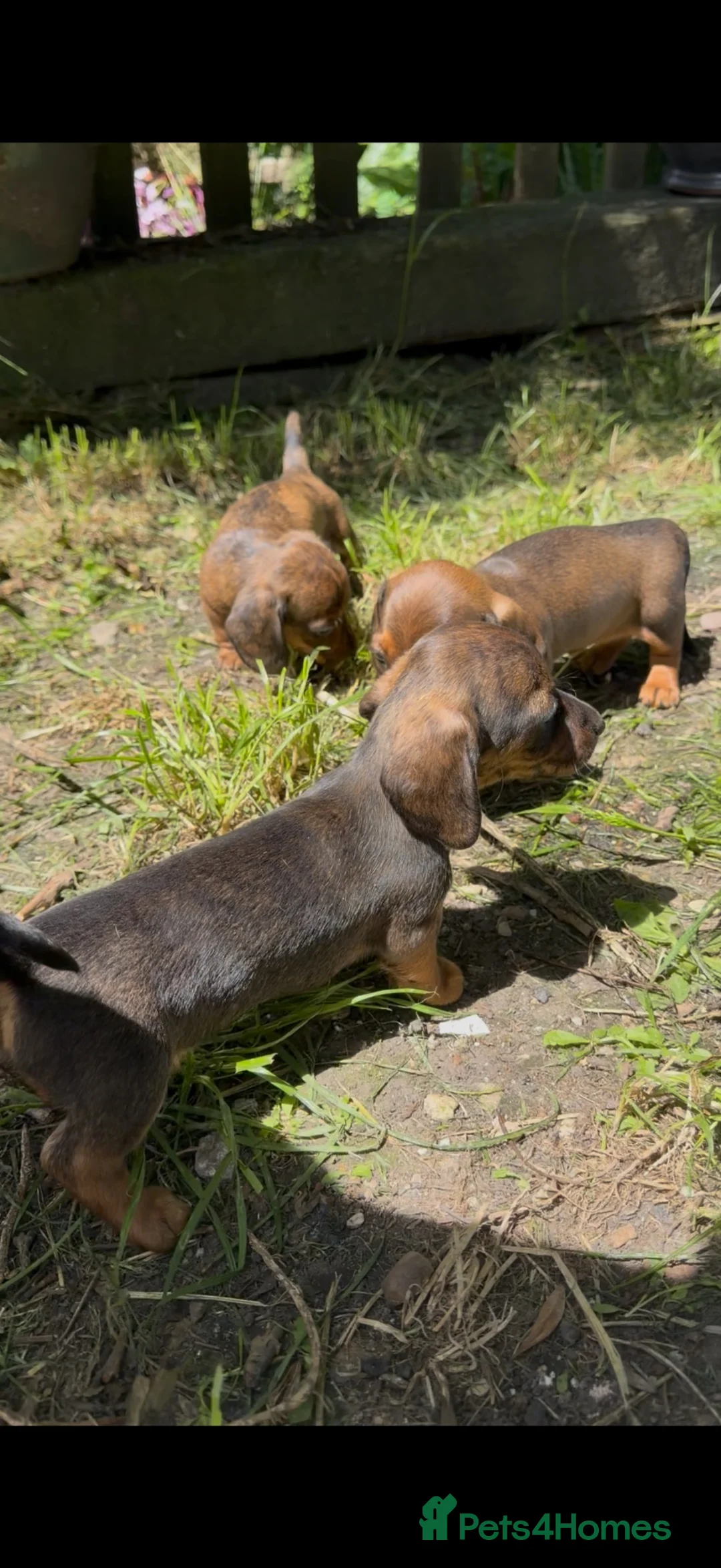 Miniature Dachshund dogs for sale: KC reg miniature smooth dachshund in Warminster - Advert 2
