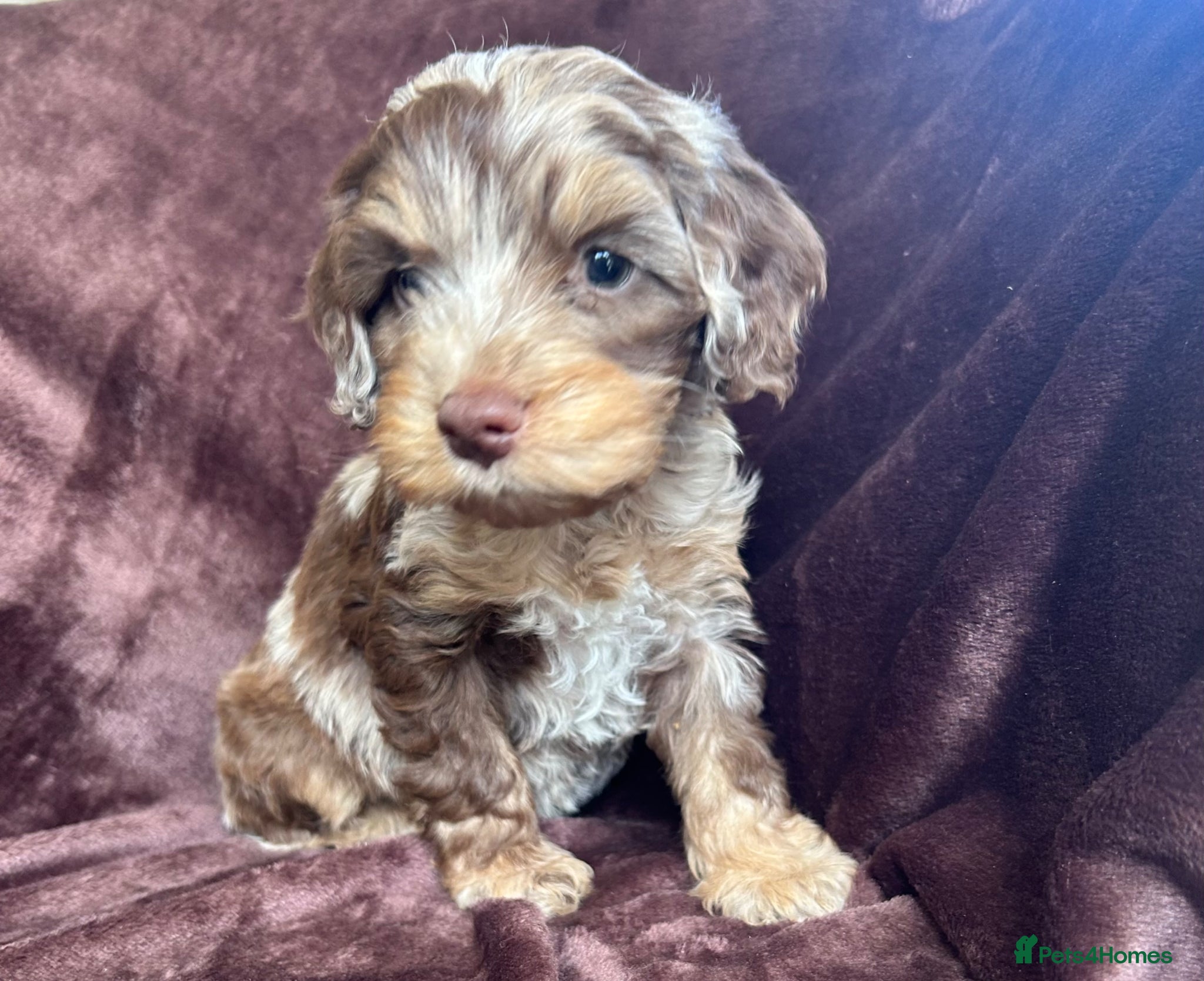 Cockapoo dogs Cockerpoo Puppies - Advert 13