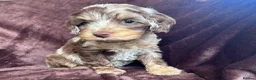 Cockapoo dogs for sale: Cockerpoo Puppies - Advert 3