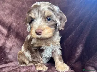 Cockapoo dogs Cockerpoo Puppies - Advert 13