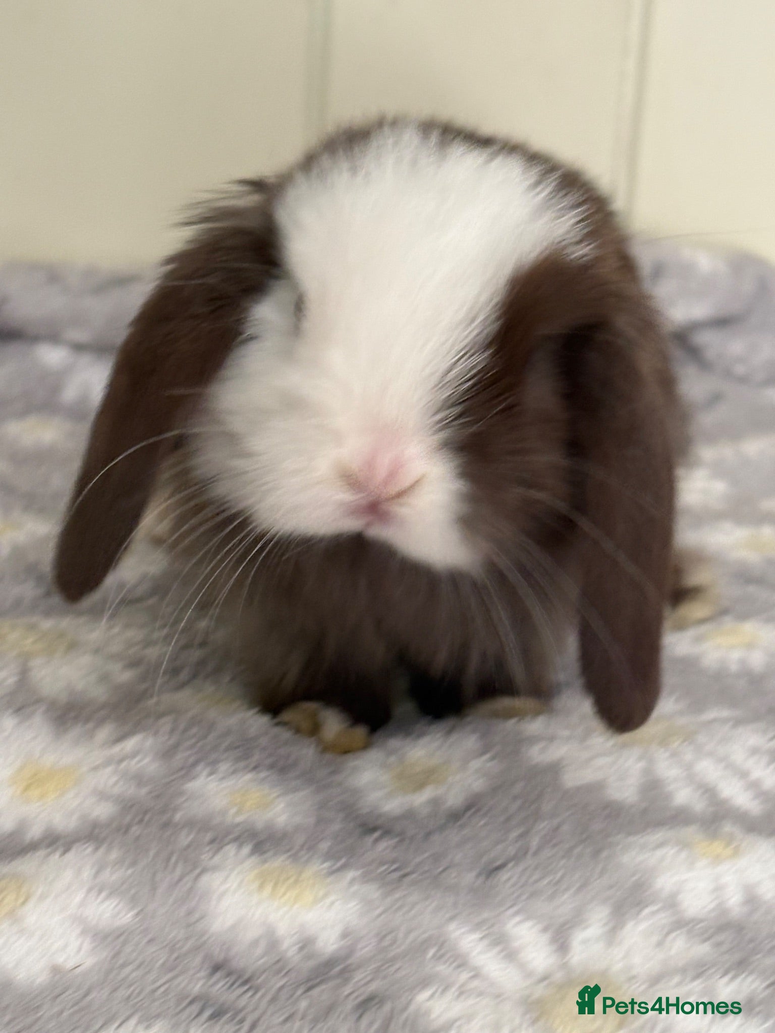 Mini Lop rabbits Mini lops-raised indoors-vaccinated  - Advert 1