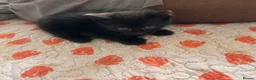 Mixed Breed cats for sale: Kittens  - Advert 5