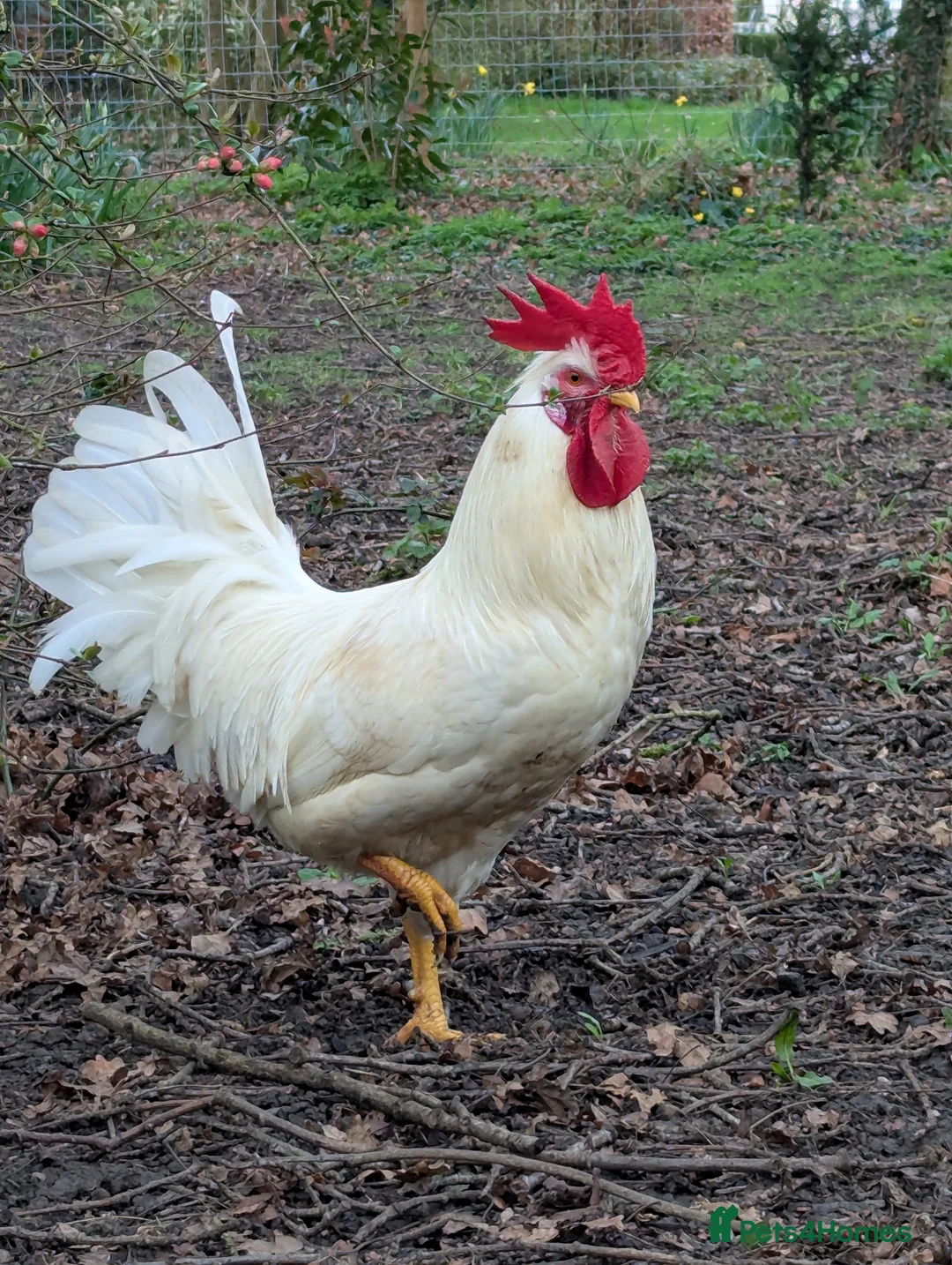 Chickens poultry for sale: White Sussex pure breed cockerel  in Newmarket - Advert 6