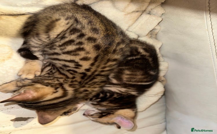 Bengal cats Snow Lynx, Marble & Brown Rosette Bengals - Advert 4