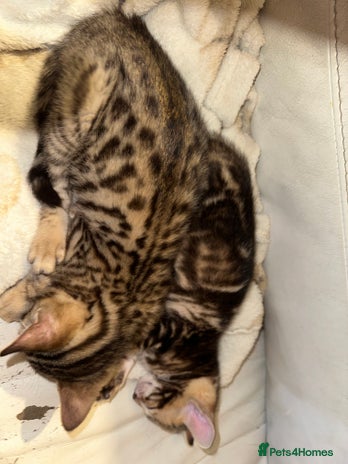 Bengal cats Snow Lynx, Marble & Brown Rosette Bengals - Advert 4