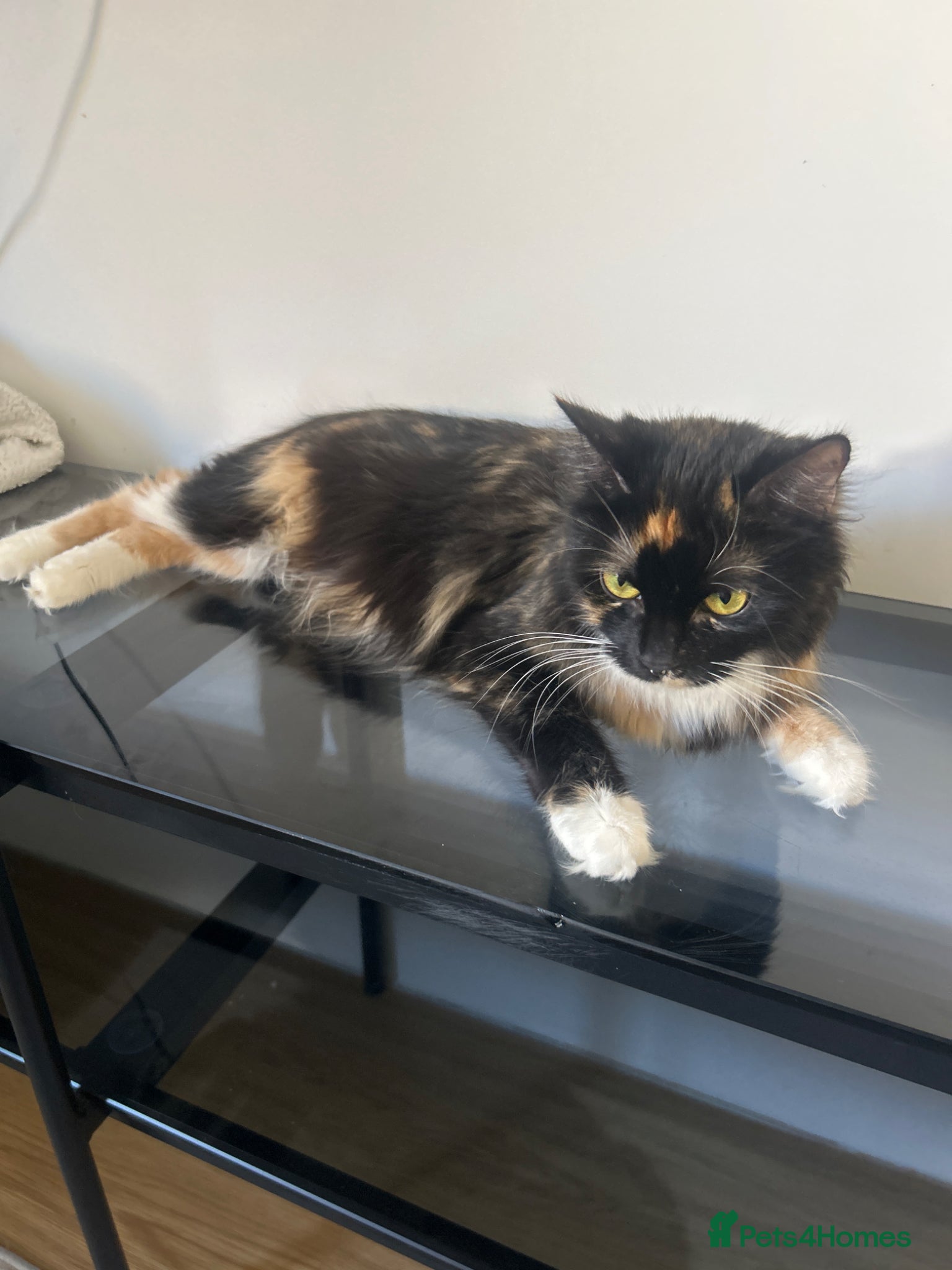 Mixed Breed cats Kittens - Advert 2