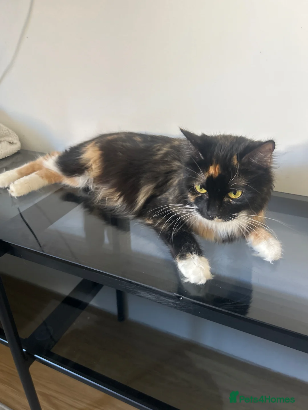 Mixed Breed cats for sale: Kittens - Advert 1