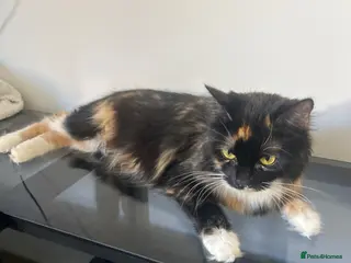 Mixed Breed cats Kittens - Advert 3