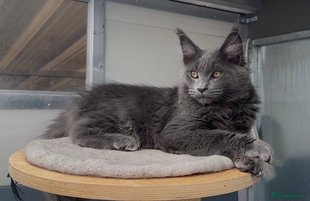 Maine Coon cats for sale: XL maine coon kittens Russia bloodlines Reduced - Advert 6