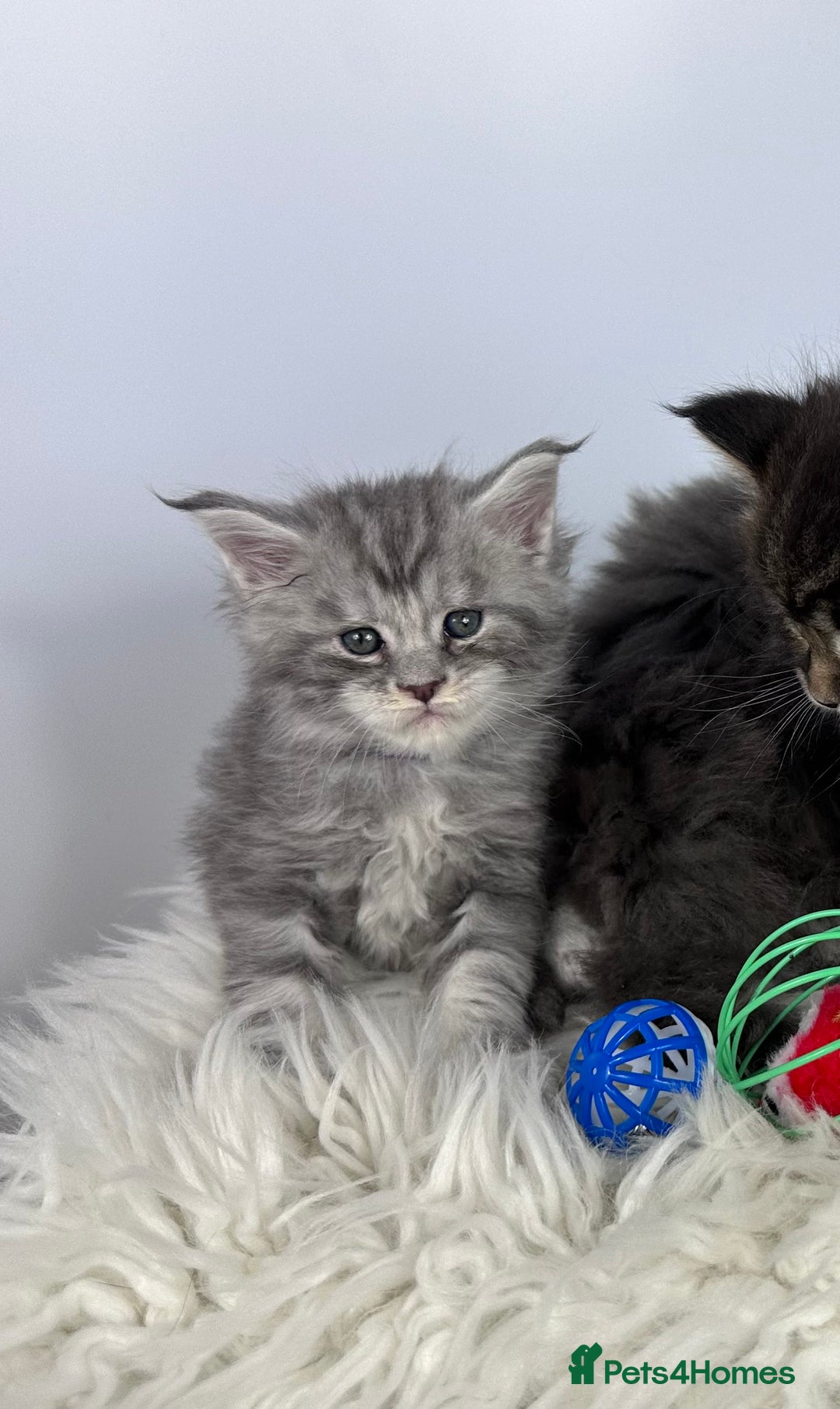 Maine Coon cats for sale: 6 Gorgeous Pure Breed Maine Coon Kittens - Advert 36