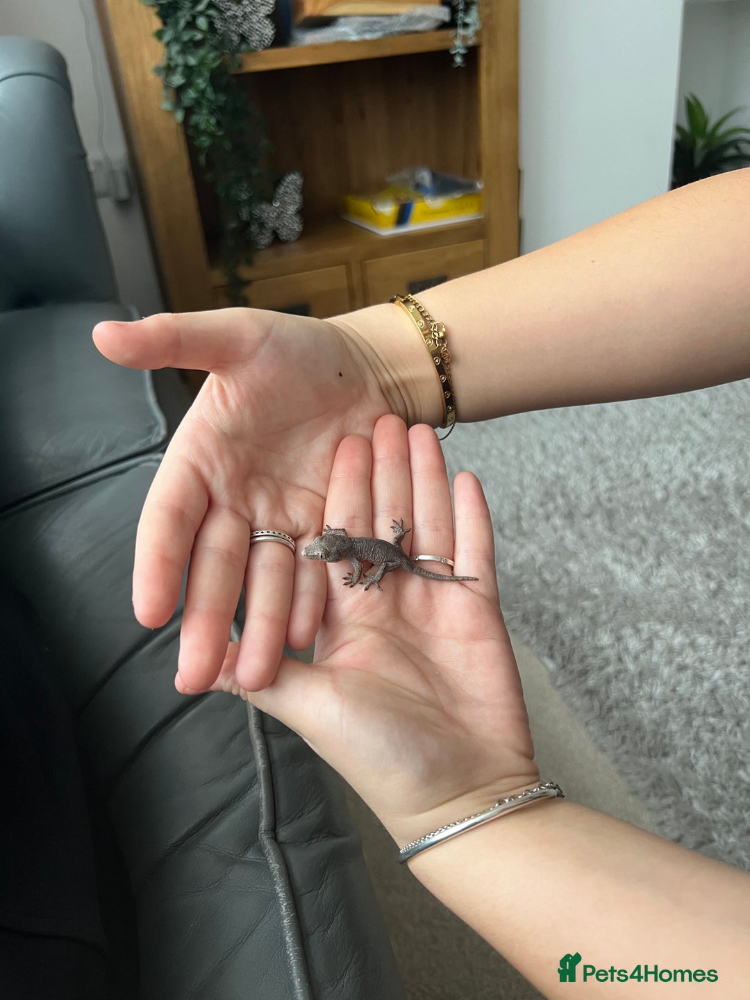 Gecko reptiles for sale: Baby gargoyles 1 month old £105 with small setup  in Deeside - Image 5