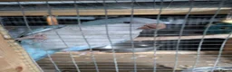 Parakeets birds for sale: Pair of hand reared quaker parrots, male/female - Advert 3