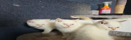 British Shorthair cats for sale: Beautiful British Shorthair girls available   in Basildon - Advert 37