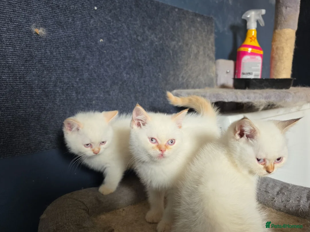 British Shorthair cats for sale: Beautiful British Shorthair girls available   in Basildon - Advert 37