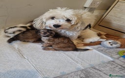 Maltipoo dogs for sale: Maltipoo's rare sable parti colours x4 - Image 9