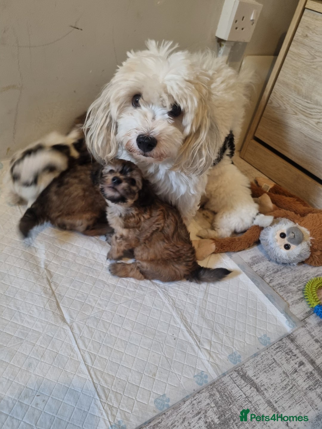 Maltipoo dogs for sale: Maltipoo's rare sable parti colours x4 - Image 9