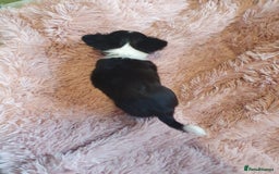 Chihuahua dogs for sale: Tri coloured longcoat apple head - Image 11