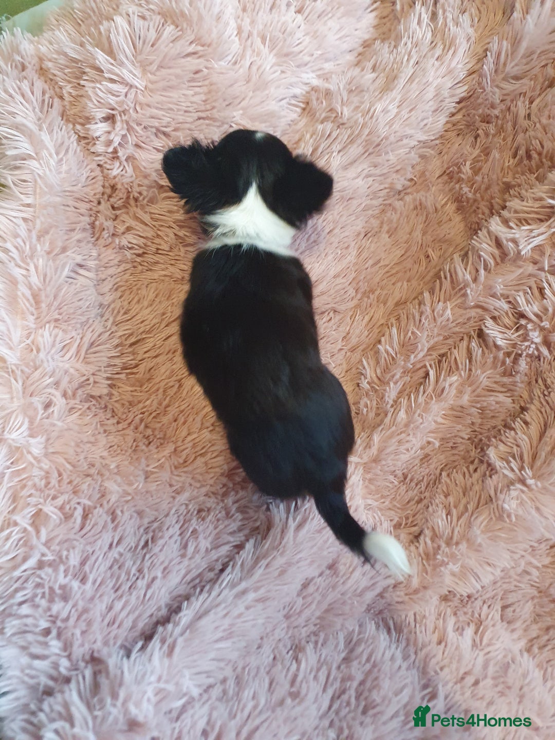 Chihuahua dogs for sale: Tri coloured longcoat apple head - Image 11
