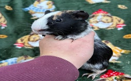 Guinea Pig rodents for sale: Baby Female Guineapigs  - Image 6