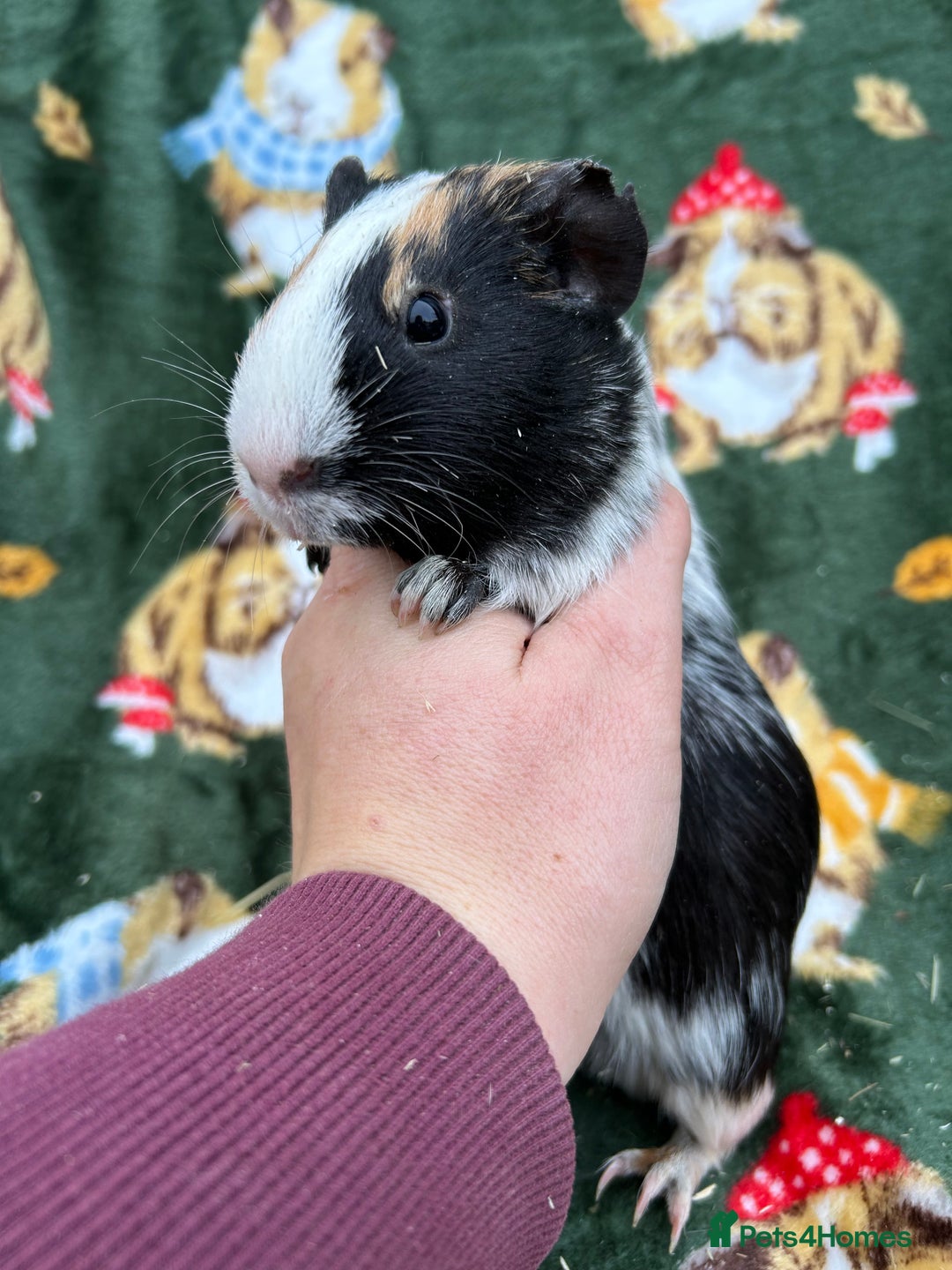 Guinea Pig rodents for sale: Baby Female Guineapigs  - Image 6