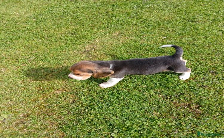 Beagle dogs - Advert 16