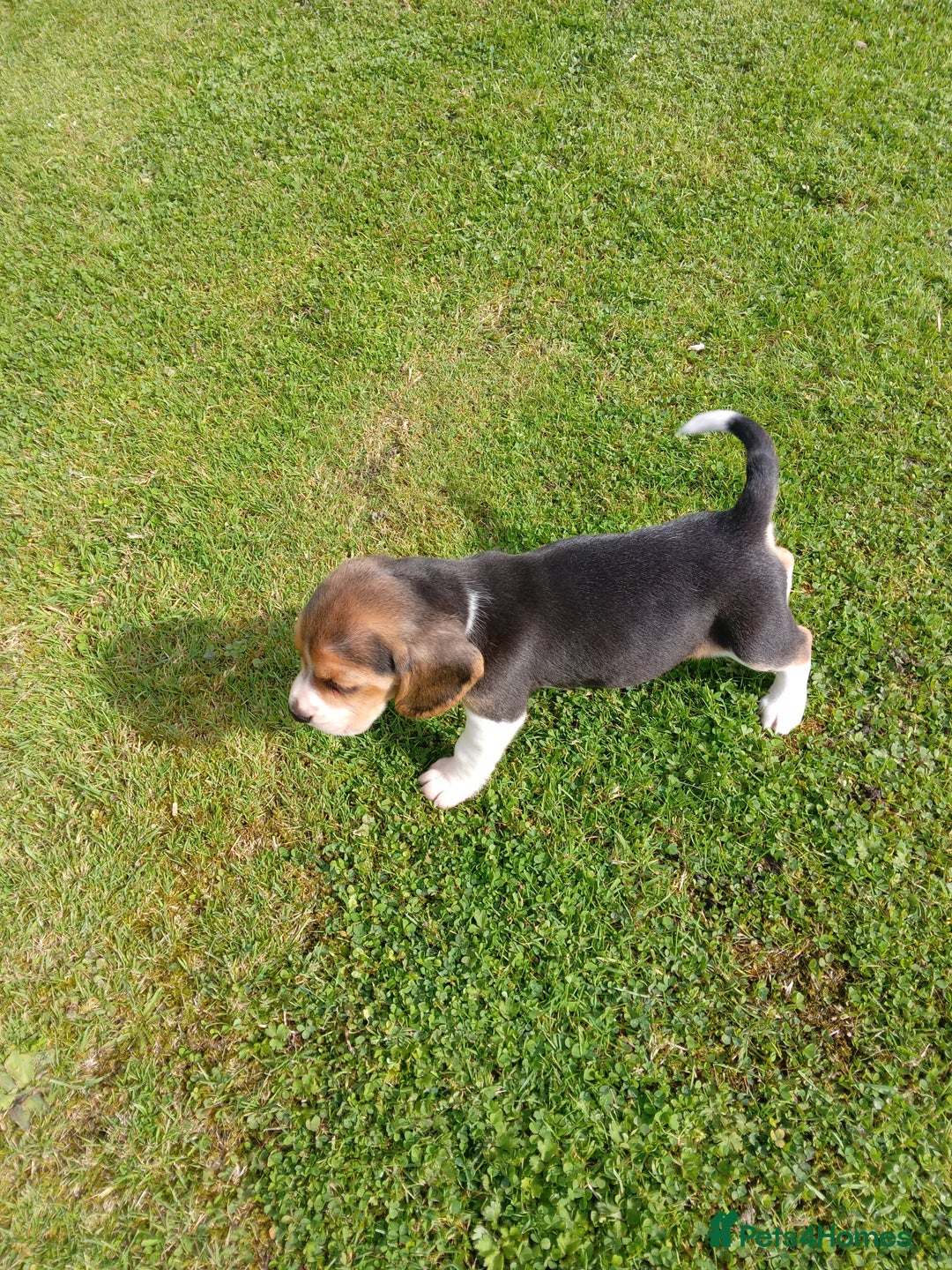 Beagle dogs for sale: Beagle pups for sale - Image 1
