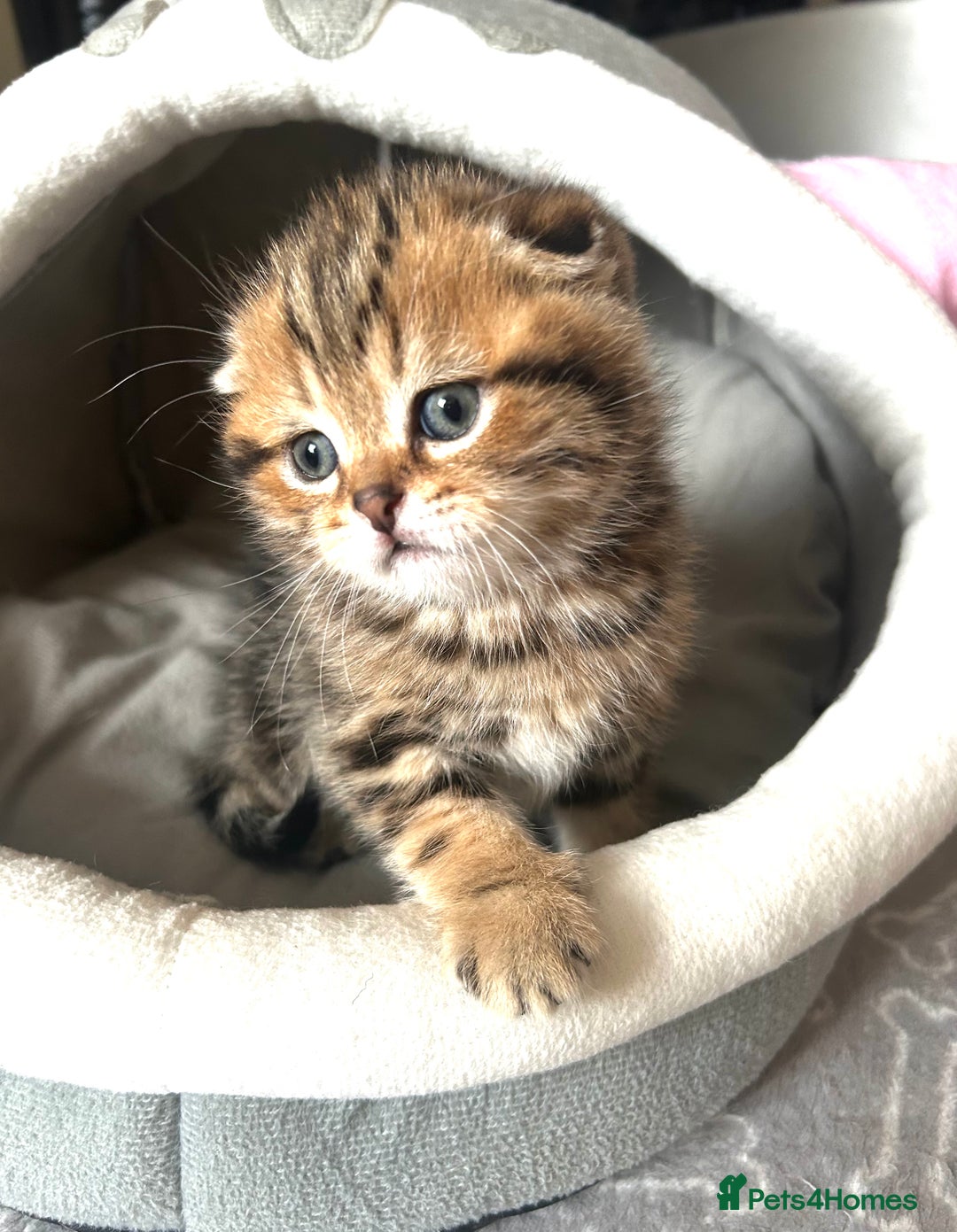 Scottish Fold cats for sale: Pure breed SCOTTISH FOLD - Image 33