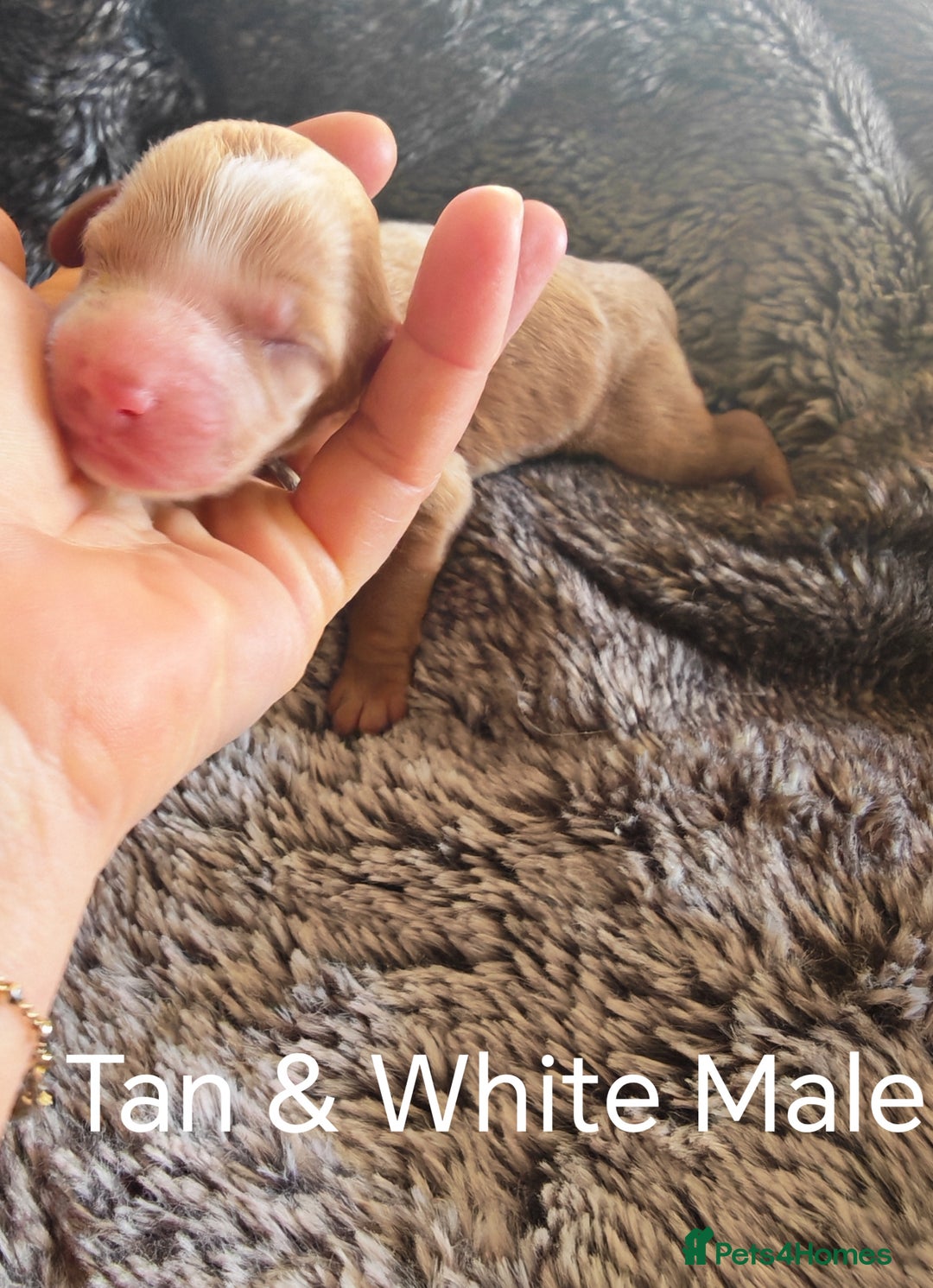 Cockapoo dogs for sale: Cockapoos F1 DNA Health tested patents - Advert 13