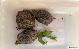 Tortoise reptiles for sale: Leopard tortoise baby’s  - Advert 6