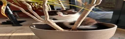 British Longhair cats for sale: Last adorable kitten ready to go - Advert 9