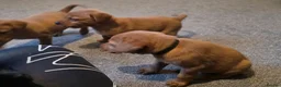 Labrador Retriever dogs for sale: Stunning dark red puppies  - Advert 18