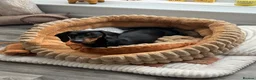Dachshund dogs for sale: Beautiful 2 year old Black and Tan Roxie for sale - Advert 1