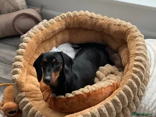 Dachshund dogs Beautiful 2 year old Black and Tan Roxie for sale - Advert 6