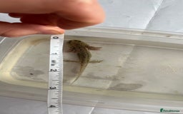 Axolotl reptiles for sale: Juvenile axolotls - Image 6