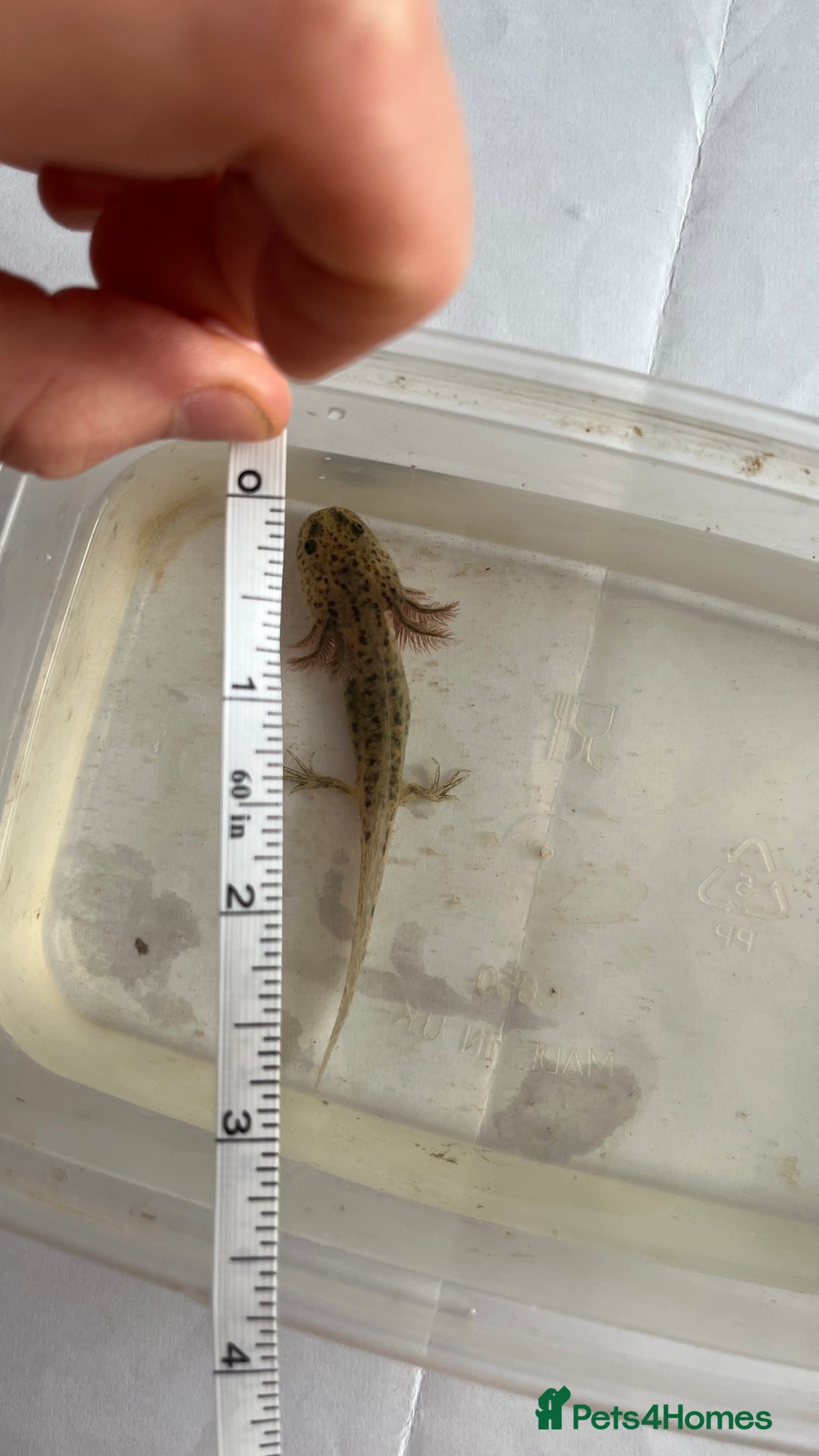 Axolotl reptiles for sale: Juvenile axolotls - Image 6