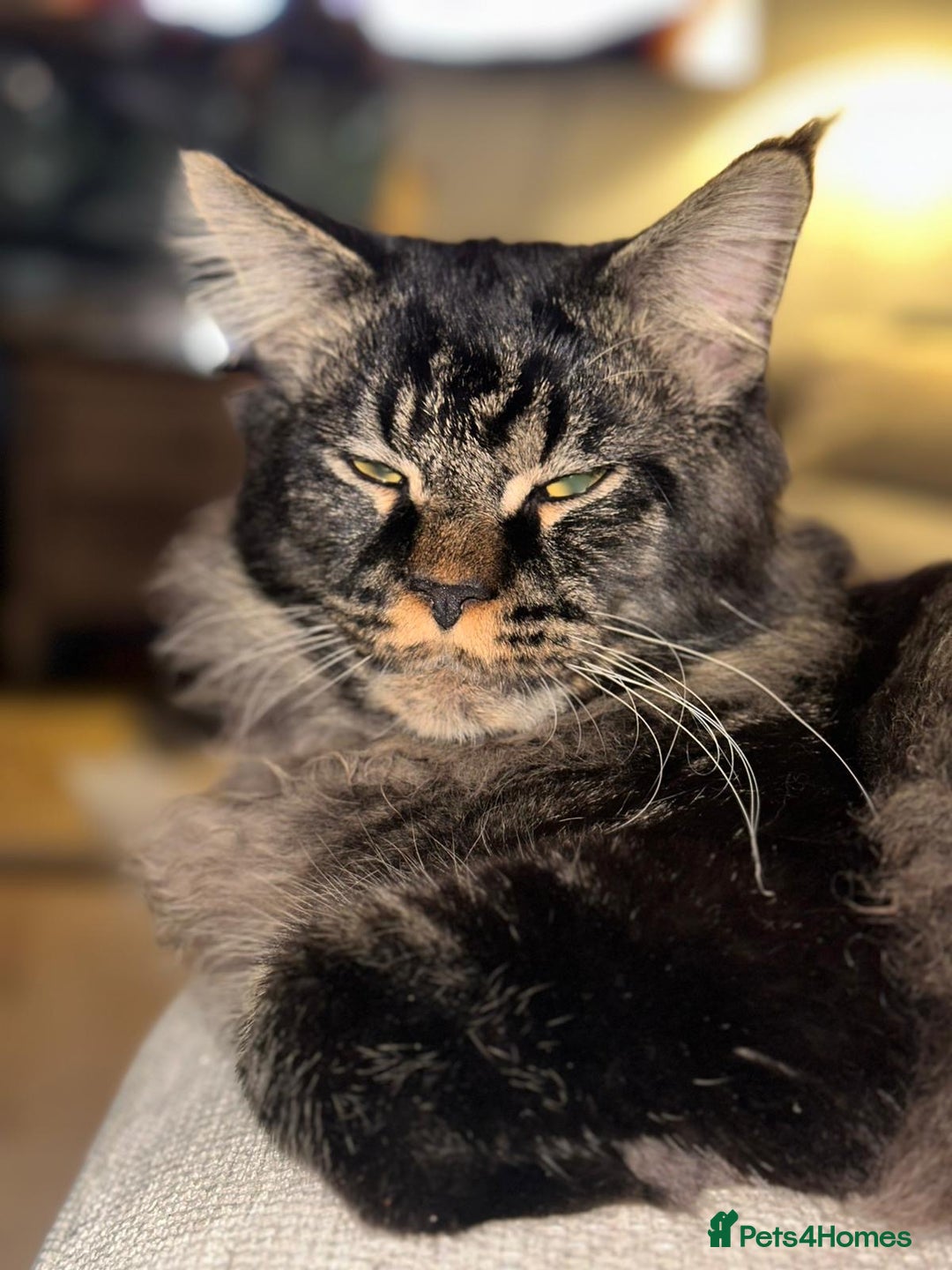 Maine Coon cats for sale: Full Maine coon kittens available  - Advert 20