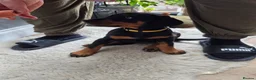 Dobermann dogs for sale: KC registered Dobermann puppies - Advert 3