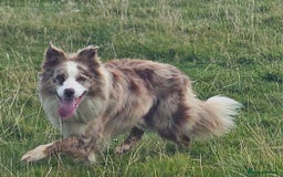 Border Collie dogs for stud: Lilac and red merle boys - Image 6