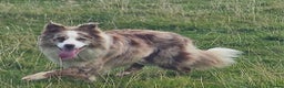 Border Collie dogs for stud: Lilac and red merle boys - Advert 6